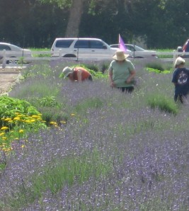 Los Pablanos Lavender Field, Albuquerque, NM